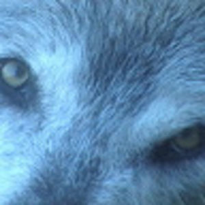 Meet your Posher, Aurora